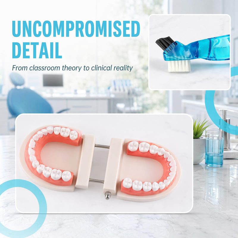 Dental Model, Dental Model with Toothbrush, Standard Dental Study Model, Teeth for Dental Teaching, Toothbrush Demonstrations | Standard Dental Study Model, Teeth for Dental Education, Toothbrush Demonstrations