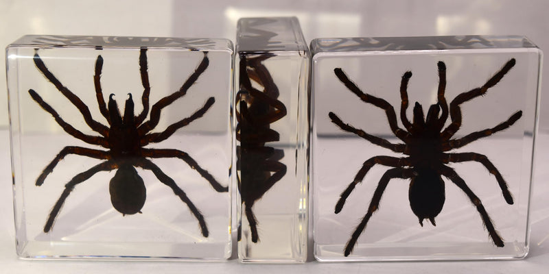 2.9" Real Tarantula Selenocosmia Huwena Spider in Crystal Clear Lucite Resin Specimen Preserved Halloween Paperweight Arachnoids Taxidermy Collection for Biology Science Education Desk Display Tarantula Spider