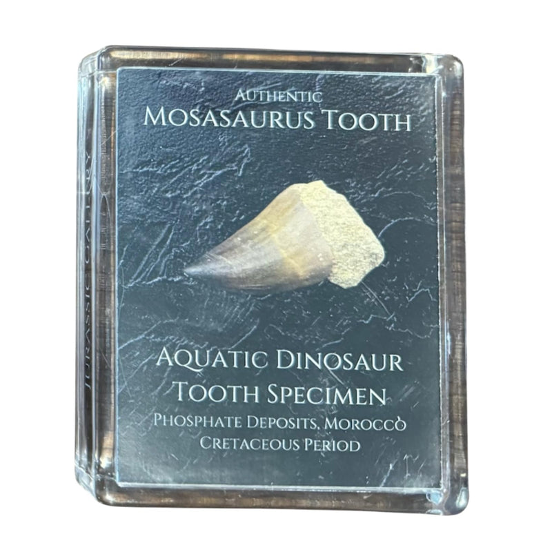 Authentic Dinosaur Bone Fossil Fragment Gift Box (Mosasaurus) Mosasaurus