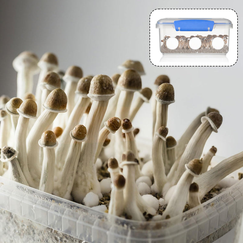 [Australia - AusPower] - 48pcs 2.5" Monotub Adhesive Filter Disks, 0.08in Thick Mushroom Filter Pads Breathable High Temperature Resistant Filtration Patches Replacement Ideal Mushroom Growing Supplies 