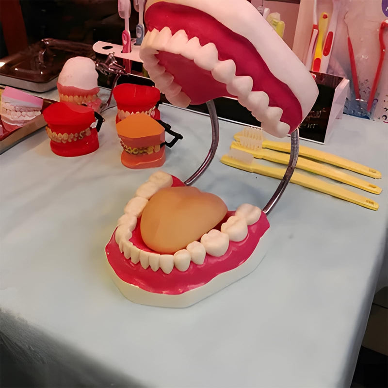 [Australia - AusPower] - Teeth Mouth Model 6X Enlarged with Metal Hinge, Complete Set Teeth and Removable Tongue, PVC Speech Therapy Tool, includes Toothbrush, Ideal for Brushing Teaching Dental Model and Language Education 