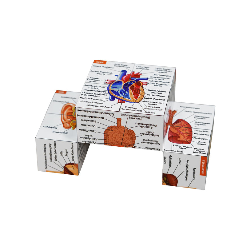 Human Anatomy Study Cube in German, 9 Parts of the Human Body Learning, Anatomy Model Cube, Great Gift Idea for Nurses and Medical Students