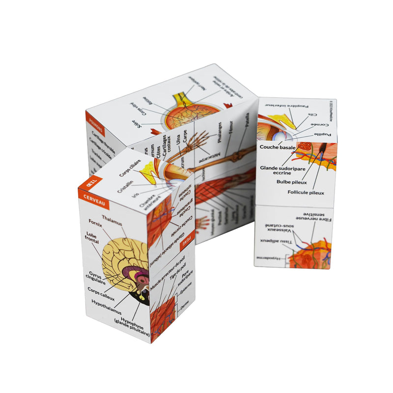 Learning Cube for Human Anatomy in French | Study 9 Parts of the Human Body | Cube Anatomy Model | Ideal Gift for Nurses and Medical Students