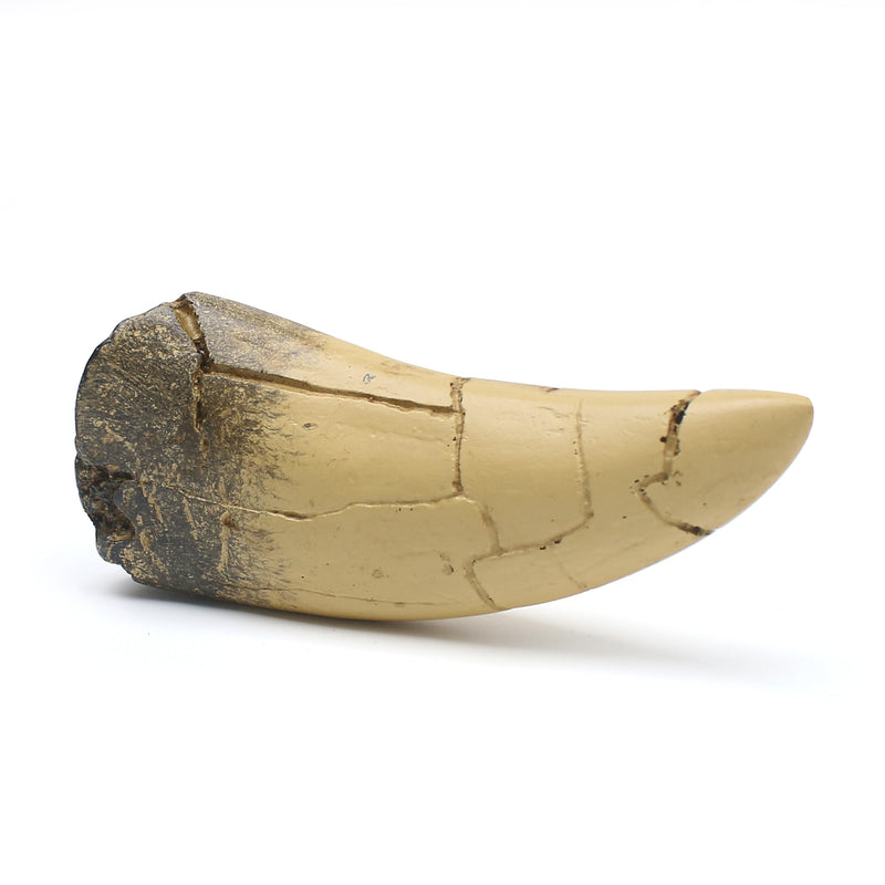 [Australia - AusPower] - T rex Tooth, Dinosaur Teeth, Resin Tyrannosaurus Toothy Direct Cast Replica, Mosasaurus Spinosaurus Trex Fossils Model for Necklace, Fossilized Various Prehistoric Dinosaurs High-Fidelity Replicas 