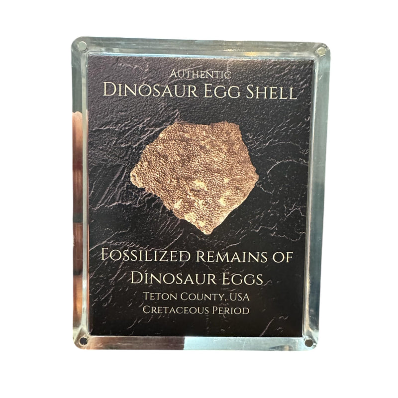 Authentic Dinosaur Egg Shell Fossil Gift Box - 65 Million Year Old Cretaceous Specimen in Lucite Case, Teton County, USA
