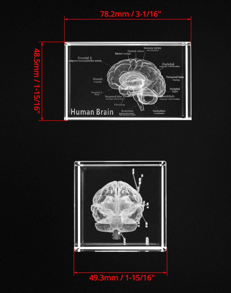 QWORK 3D Human Brain Anatomical Model, Laser Etching Crystal Glass Cube Science Gift Paperweight (LED Base not Included), 3.1(L) x2(W) x2(H) inches