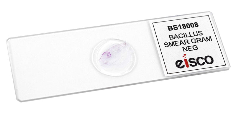 [Australia - AusPower] - EISCO Bacillus Smear, Gram Negative Stain - Prepared Microscope Slide - 75 x 25mm - Biology & Microscopy Single Slide 