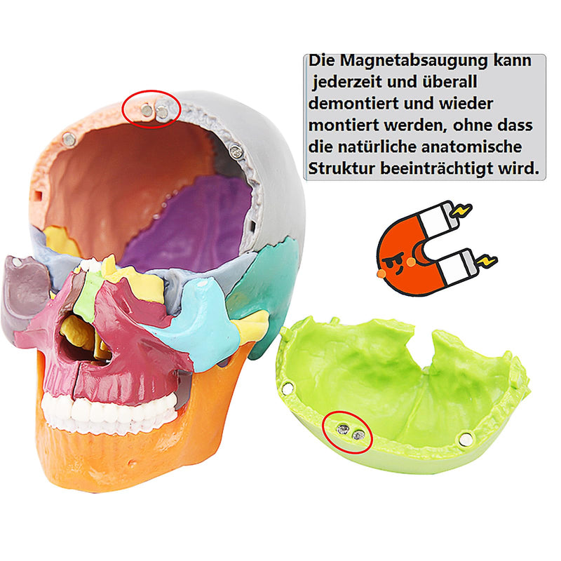 Mini Anatomical Skull Model with Marking - Didactic Skull Model | Precise skull model, 12 x 8.5 x 12 cm, removable, color-coded, for medicine, teaching colored