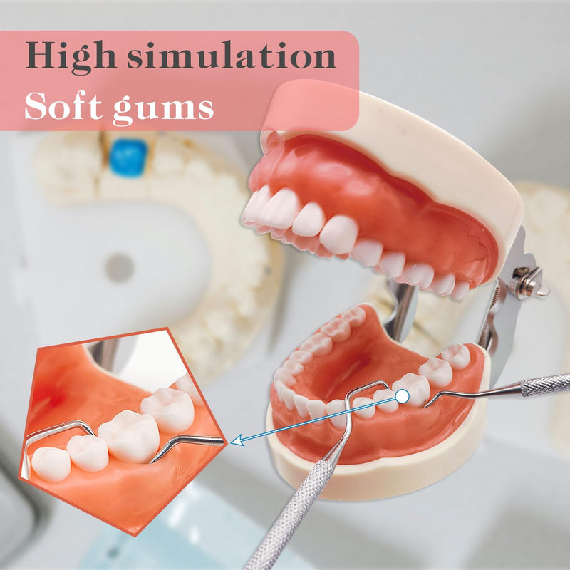 Typodont Teeth Model with Removable Teeth,Dental Tooth Model Suitable for Teaching, Practice and Study, with a Small Screwdriver. (32 Teeth) 32 teeth