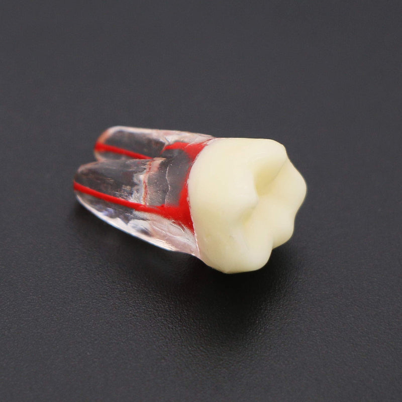 [Australia - AusPower] - 7Pcs Teeth Root Canal Model Endodontic File RCT Practice Pulp for Teaching Study 