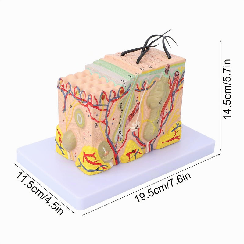 Skin Model, 35-Fold Anatomical Skin Model, 3D Skin Layer Structure Model with Hair Follicles and Sebaceous Glands, Removable Layers for Medical Study, Anatomy Lessons and Cosmetic Training