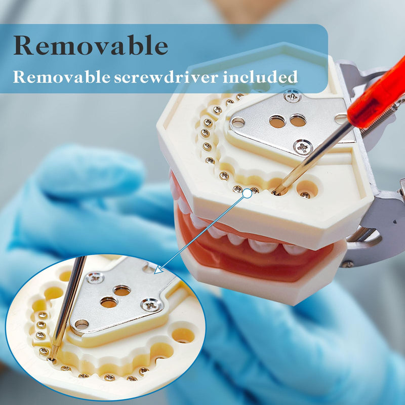 [Australia - AusPower] - Typodont Teeth Model with Removable Teeth,Dental Tooth Model Suitable for Teaching, Practice and Study, with a Small Screwdriver. (28 Teeth) 28 teeth 