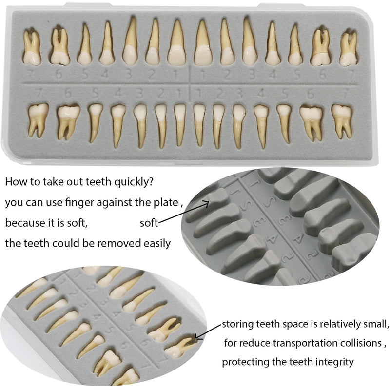 [Australia - AusPower] - 1 Box Dental Model Teeth Model 28 Pcs 1:1 Full Permanent Teeth M7021 