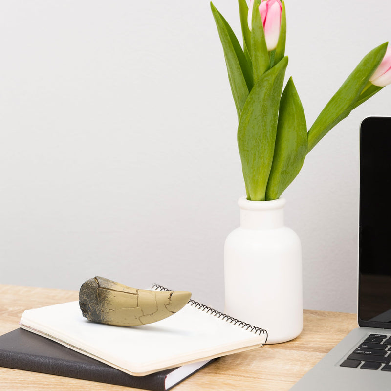 [Australia - AusPower] - T rex Tooth, Dinosaur Teeth, Resin Tyrannosaurus Toothy Direct Cast Replica, Mosasaurus Spinosaurus Trex Fossils Model for Necklace, Fossilized Various Prehistoric Dinosaurs High-Fidelity Replicas 