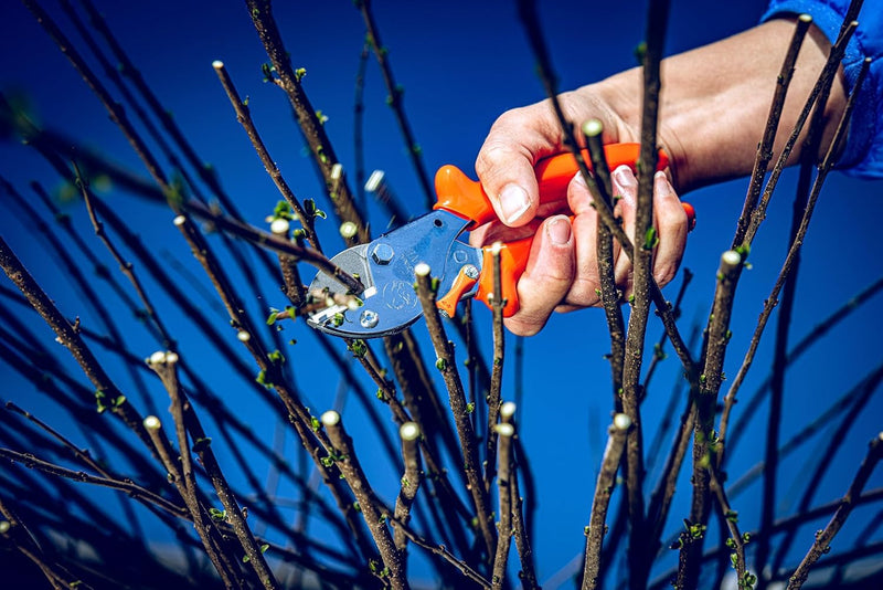 Original LÖWE 5 Professional Anvil Pruning Shears 5.107 with Stainless and Non-Stick Coated Steel Blade - Handy and Lightweight Pruning Shears Ideal for Cutting Apple Trees, Pear Trees & Orchard Work Inward curved handle