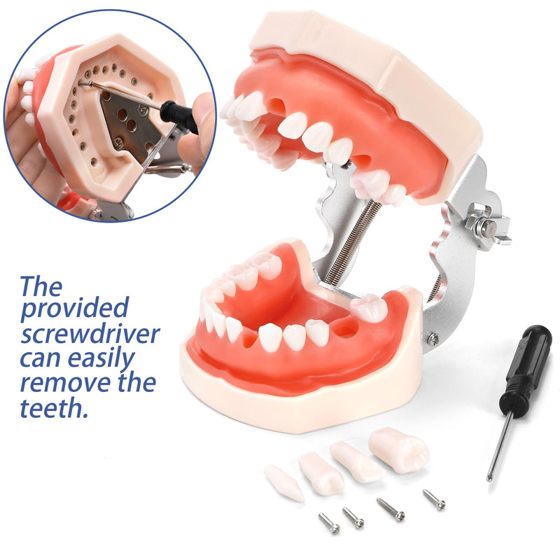 [Australia - AusPower] - ZENFUN Dental Typodont Model, Demonstration Teeth Model, Standard Dental Model with 28Pcs Screw-in Removable Teeth for Study, Teaching, Practice, Compatible with Kilgore Nissin 200 Type 