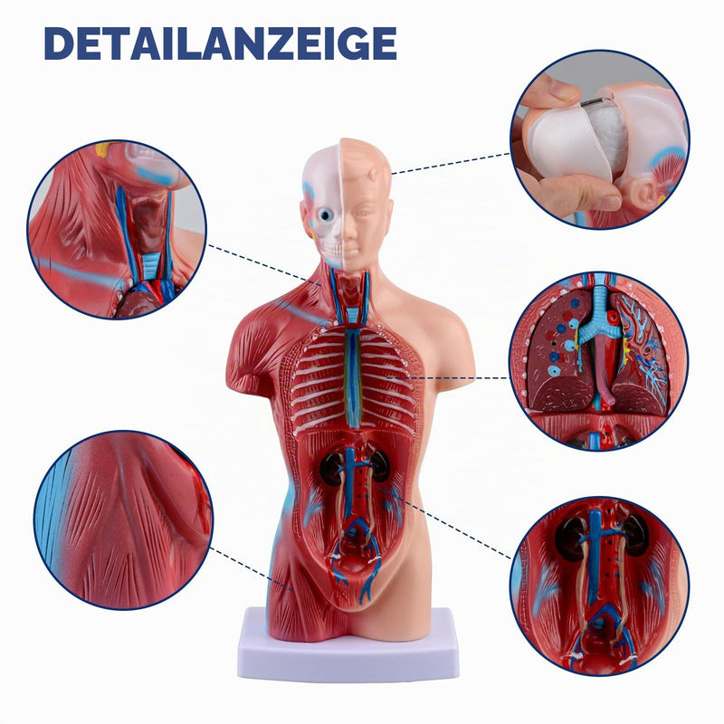 Ultrassist 28 cm Human Torso Anatomy Model with 15 Removable Parts | Hand painted details with sturdy presentation base