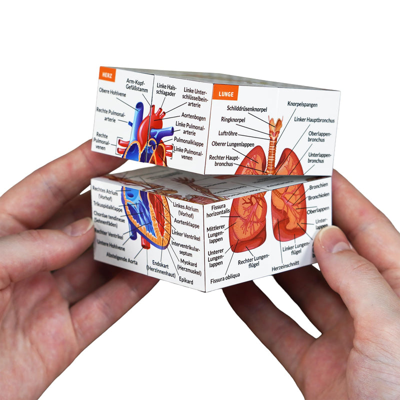 Human Anatomy Study Cube in German, 9 Parts of the Human Body Learning, Anatomy Model Cube, Great Gift Idea for Nurses and Medical Students