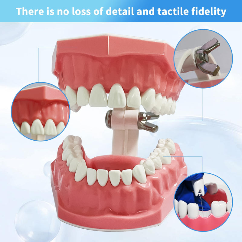 [Australia - AusPower] - Dental Model Standard Size for Brushing Flossing Practice - Silicone Teeth Typodonts with Visible Gingiva, Anatomic Teaching Demonstration - Educational Dental Care Tool for Kids Students 