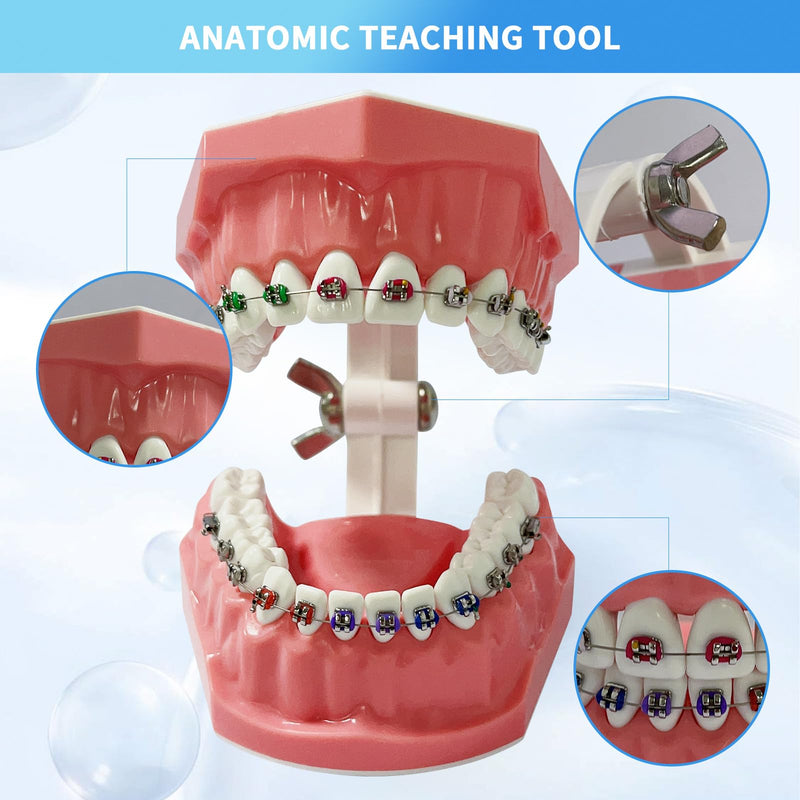 [Australia - AusPower] - Orthodontic Dental Model with Brackets for Educational Demonstration - Silicone Teeth Typodont with Braces, Anatomic Teaching Tool - Dental Care Training Device for Students and Patients 