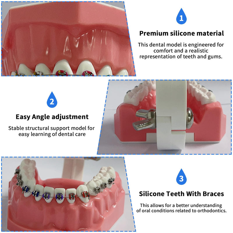 [Australia - AusPower] - Orthodontic Dental Model with Brackets for Educational Demonstration - Silicone Teeth Typodont with Braces, Anatomic Teaching Tool - Dental Care Training Device for Students and Patients 