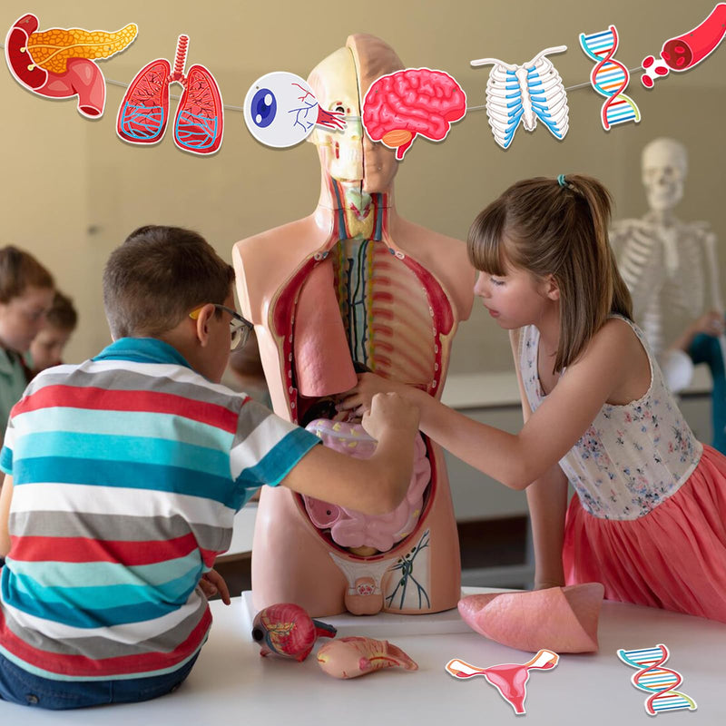 4 Strings 28 Pieces Anatomy Themed Hanging Banners, Human Body Parts Learning Cutouts Garland for Classroom Decoration, Science Party Supplies, School Supplies and Doctor Office Decoration