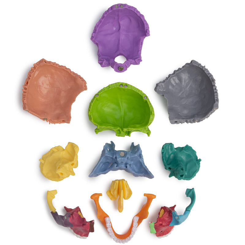 Cranstein A-226 Mini Osteopathy Skull | 15 Pieces | Didactic | Medical Study and Training | Skull Anatomy Model | Skull Model