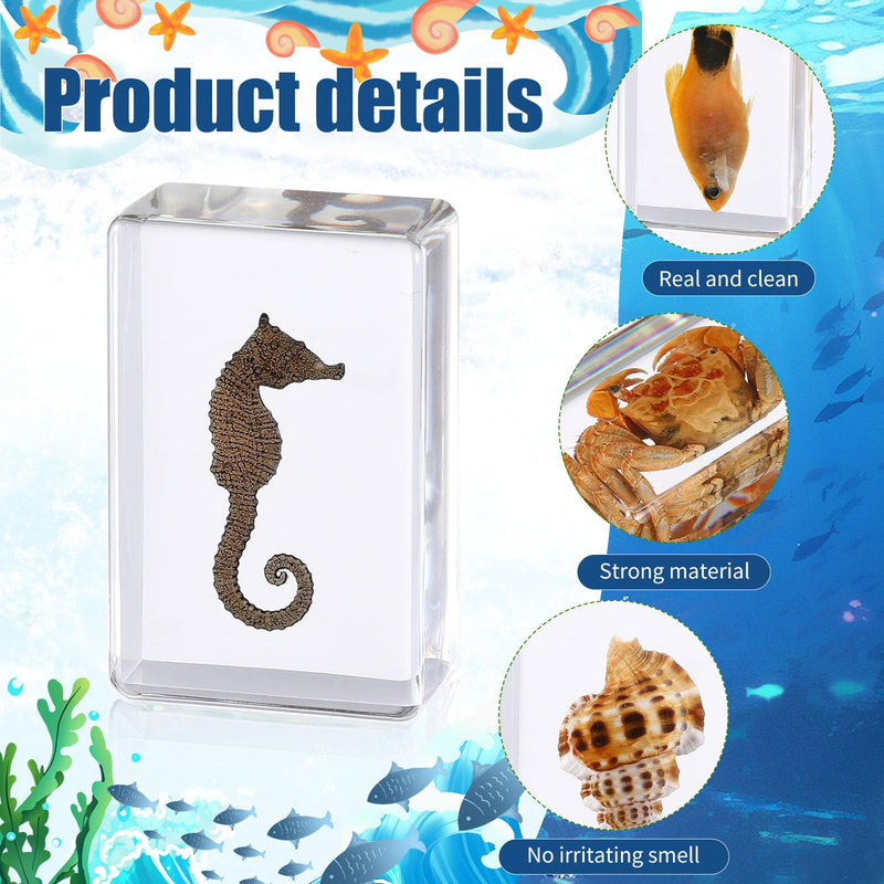 [Australia - AusPower] - 12 Pcs Ocean Animal Insect in Resin Specimen Bugs Collection Paperweights?12 Styles Real Bug Specimen Bug Kit Preserved in Resin for Scientific Educational Display Supplies (Ocean) 