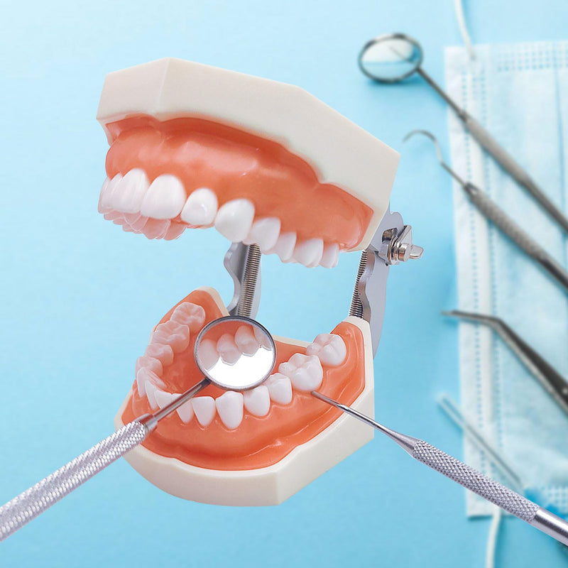 [Australia - AusPower] - Typodont Teeth Model with Removable Teeth,Dental Tooth Model Suitable for Teaching, Practice and Study, with a Small Screwdriver. (28 Teeth) 28 teeth 