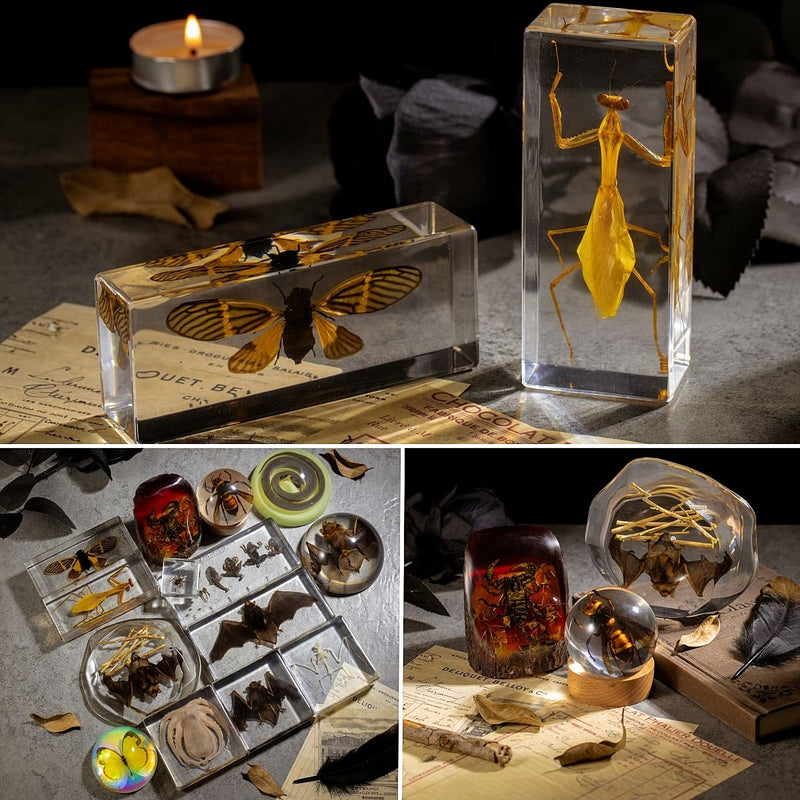 Real Mantis Specimen in Resin - Authentic Mantis Encased in Clear Resin Block, Perfect for Science Education, Oddities Collectors, and Biology Enthusiasts