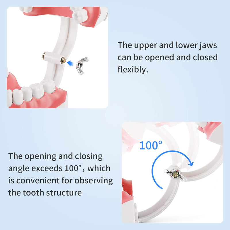 [Australia - AusPower] - Annhua Large Dental Teeth Model with Denture Toothbrush, 2 Times Brushing Tooth Model Teaching Tools with Removable Lower Teeth for Kids, Dental Students, Educators 