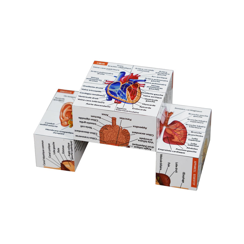 Learning Cube for Human Anatomy in French | Study 9 Parts of the Human Body | Cube Anatomy Model | Ideal Gift for Nurses and Medical Students