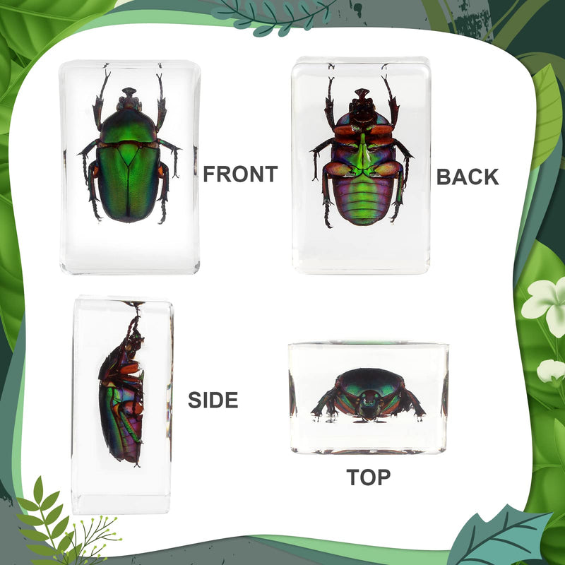 [Australia - AusPower] - 12 Pcs Insect Resin Specimen, Bugs in Resin Collection Specimen Set Science Education Classroom Interesting Observation Insect Kit, Biology Science Gift for Friend 12Pcs-insect 