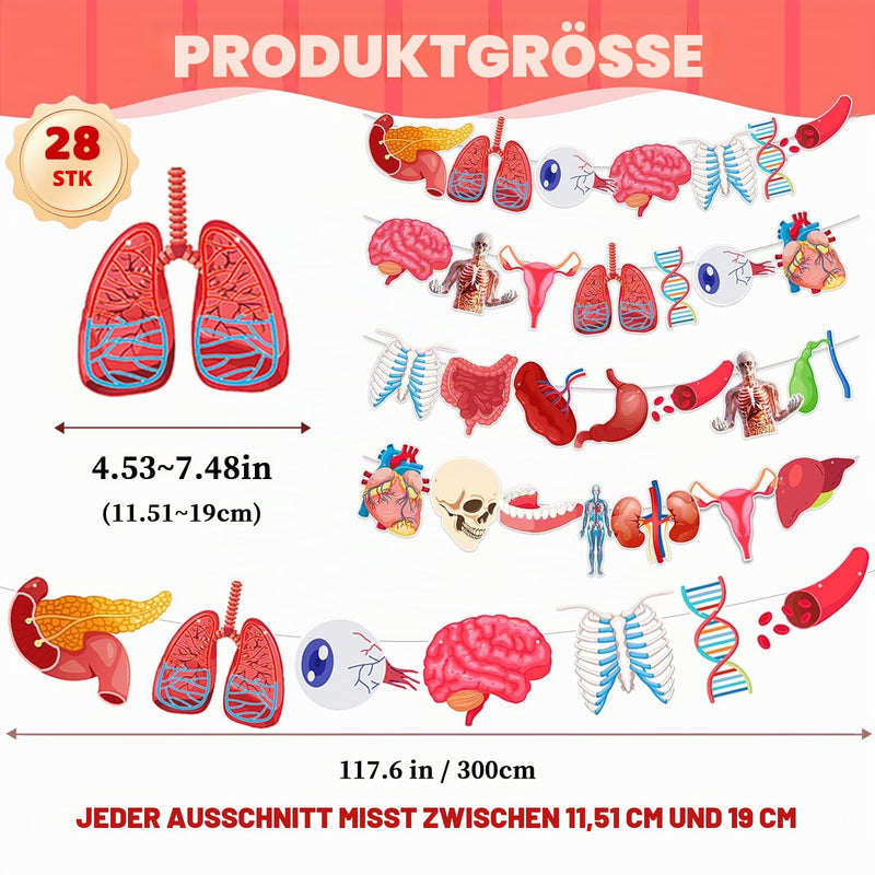 4 Strings 28 Pieces Anatomy Themed Hanging Banners, Human Body Parts Learning Cutouts Garland for Classroom Decoration, Science Party Supplies, School Supplies and Doctor Office Decoration