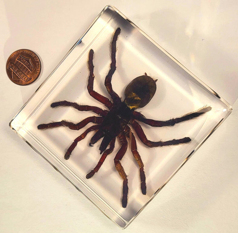 2.9" Real Tarantula Selenocosmia Huwena Spider in Crystal Clear Lucite Resin Specimen Preserved Halloween Paperweight Arachnoids Taxidermy Collection for Biology Science Education Desk Display Tarantula Spider