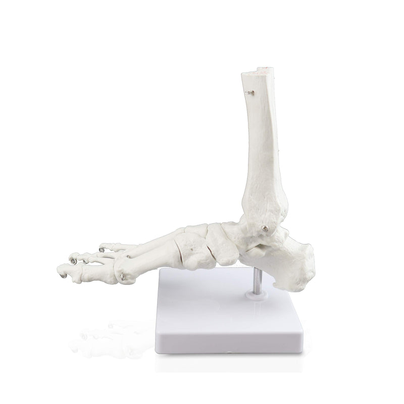 VAJ211 Foot Skeleton Model (Right) | Shows Distal Portions of The Tibia and Fibula | Fully Articulated | Connected with Flexible Wire to Demonstrate Natural Movement