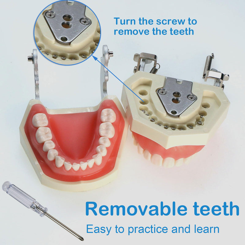 [Australia - AusPower] - Typodont Teeth Model Kilgore NISSIN 200 Type Detachable Removable 28pcs Screw-in Teeth Model with Screwdriver Suitable Teaching Dental Students M8011-D (M8011D-1) 