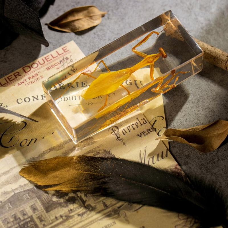 Real Mantis Specimen in Resin - Authentic Mantis Encased in Clear Resin Block, Perfect for Science Education, Oddities Collectors, and Biology Enthusiasts