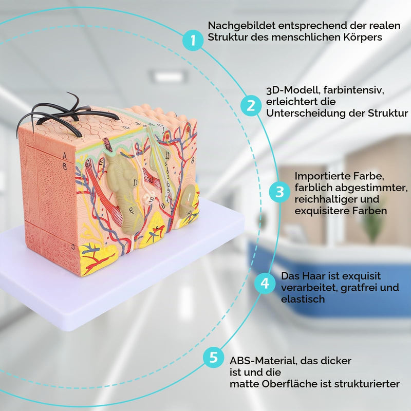 Skin Model, 35-Fold Anatomical Skin Model, 3D Skin Layer Structure Model with Hair Follicles and Sebaceous Glands, Removable Layers for Medical Study, Anatomy Lessons and Cosmetic Training