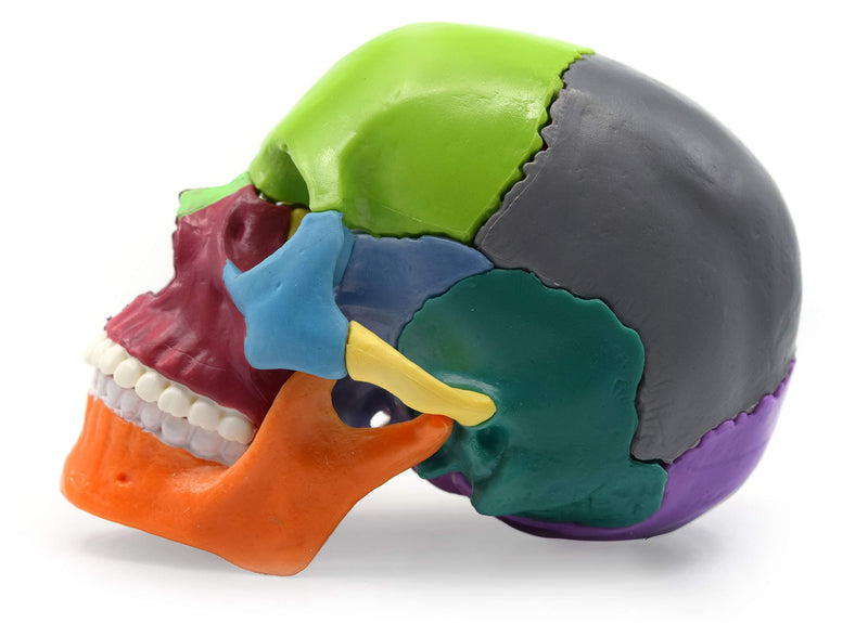Didactic Miniature Skull Model - Painted Multi-Color - 15 Pieces, Magnetic Mounting - 1/2 Natural Size - Eisco Labs