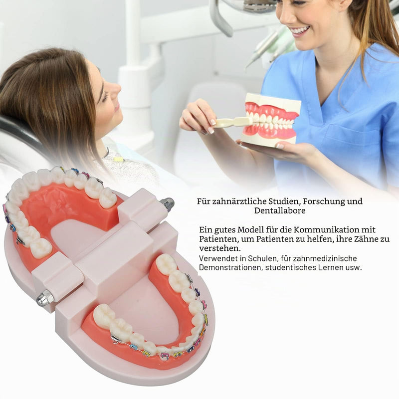Tooth Demonstration Model, Teeth Dental Demonstration Model, Dental Typodont Teeth Model with Orthodontic Metal Clamp for Dentist Teaching Research Dental
