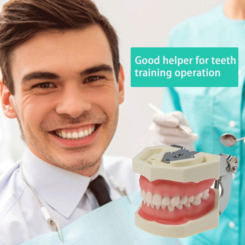 [Australia - AusPower] - Typodont Teeth Model Kilgore NISSIN 200 Type Detachable Removable 28pcs Screw-in Teeth Model with Screwdriver Suitable Teaching Dental Students M8011-D (M8011D-1) 