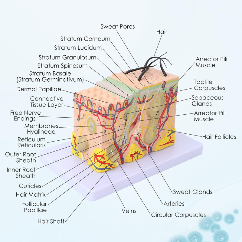 Skin Model, 35-Fold Anatomical Skin Model, 3D Skin Layer Structure Model with Hair Follicles and Sebaceous Glands, Removable Layers for Medical Study, Anatomy Lessons and Cosmetic Training