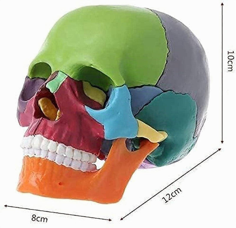 Cranstein A-226 Mini Osteopathy Skull | 15 Pieces | Didactic | Medical Study and Training | Skull Anatomy Model | Skull Model