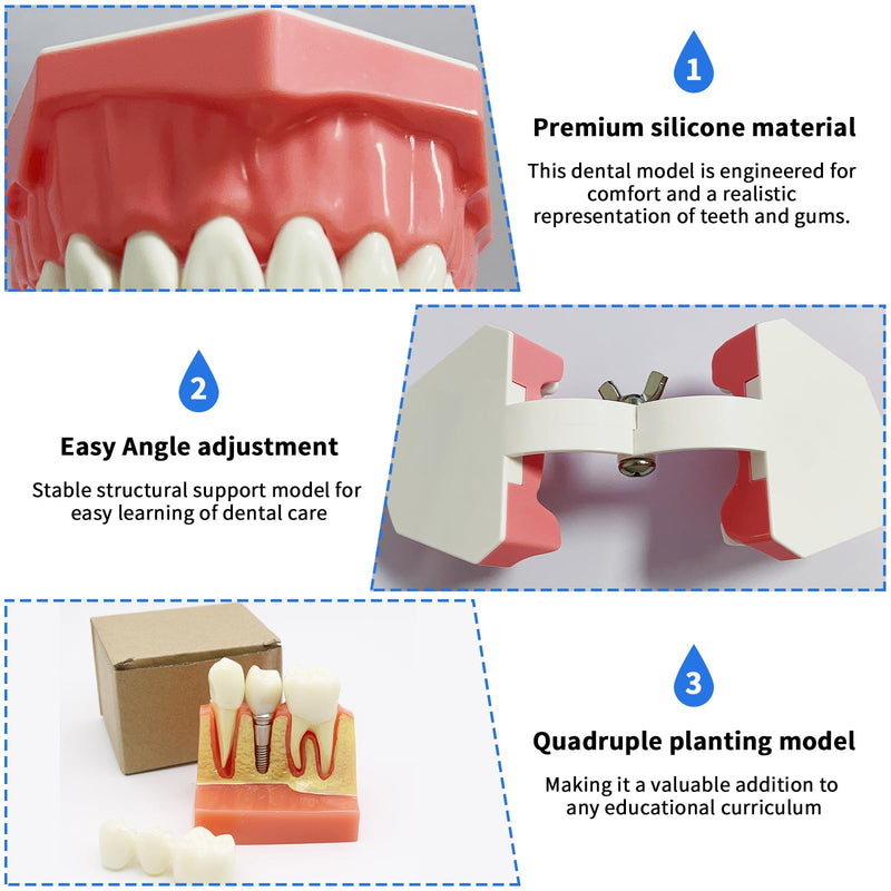 [Australia - AusPower] - Dental Model Standard Size for Brushing Flossing Practice - Silicone Teeth Typodonts with Visible Gingiva, Anatomic Teaching Demonstration - Educational Dental Care Tool for Kids Students 