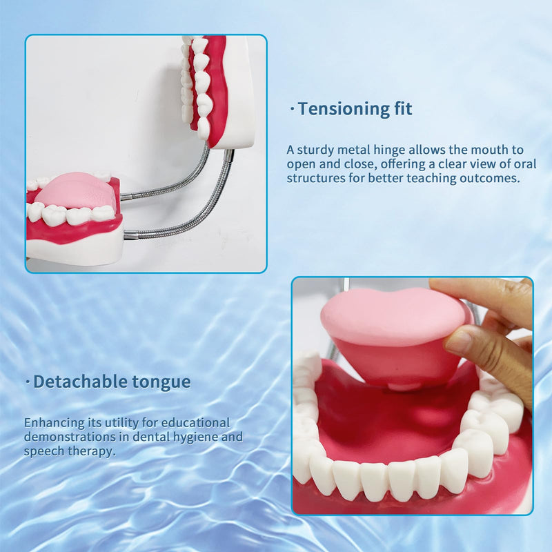 [Australia - AusPower] - Teeth Mouth Model 6X Enlarged with Metal Hinge, Complete Set Teeth and Removable Tongue, PVC Speech Therapy Tool, includes Toothbrush, Ideal for Brushing Teaching Dental Model and Language Education 