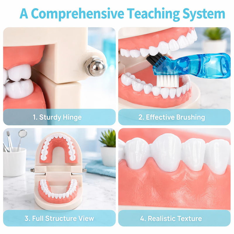 Dental Model, Dental Model with Toothbrush, Standard Dental Study Model, Teeth for Dental Teaching, Toothbrush Demonstrations | Standard Dental Study Model, Teeth for Dental Education, Toothbrush Demonstrations