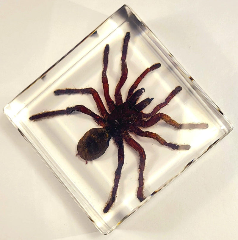 2.9" Real Tarantula Selenocosmia Huwena Spider in Crystal Clear Lucite Resin Specimen Preserved Halloween Paperweight Arachnoids Taxidermy Collection for Biology Science Education Desk Display Tarantula Spider