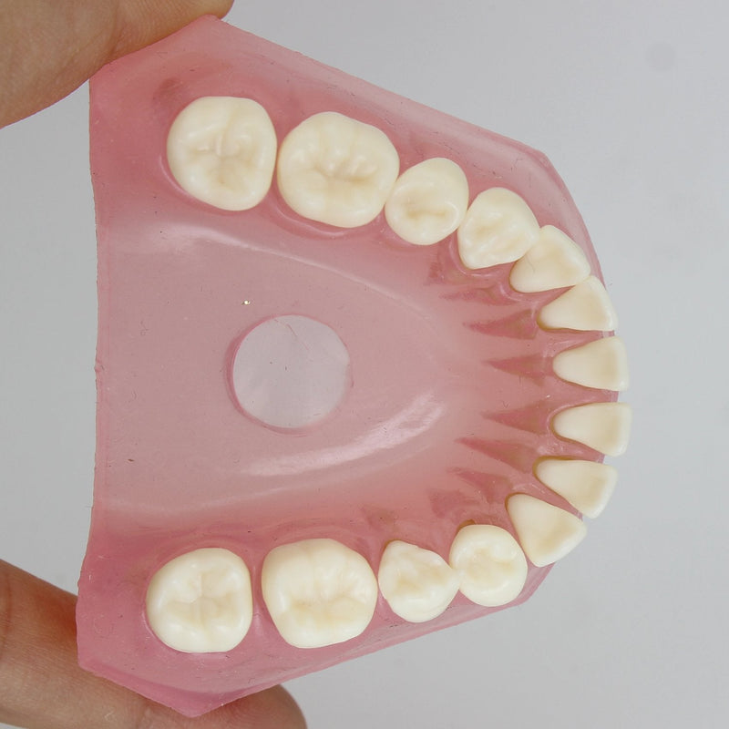 [Australia - AusPower] - Dental Implant Teeth Model Study Teach Standard Model with Removable Teeth 