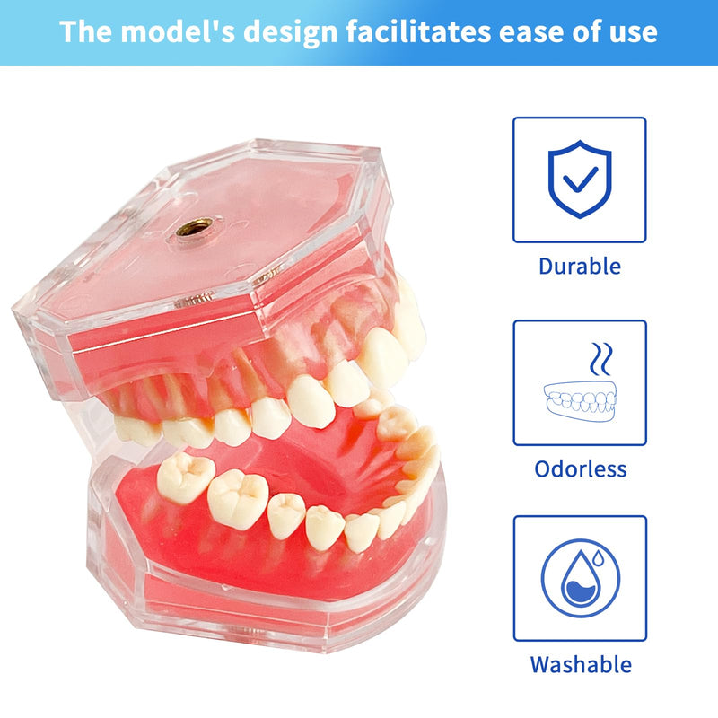 [Australia - AusPower] - Standard Study Teaching Dental Model with All Removable Teeth - Soft Silicone Gel Gum and Bendable Teeth Typodonts for Students and Professionals - Ideal for Dental Education and Demonstrations 